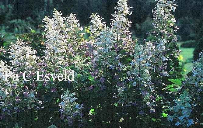 Hydrangea paniculata 'Big Ben'