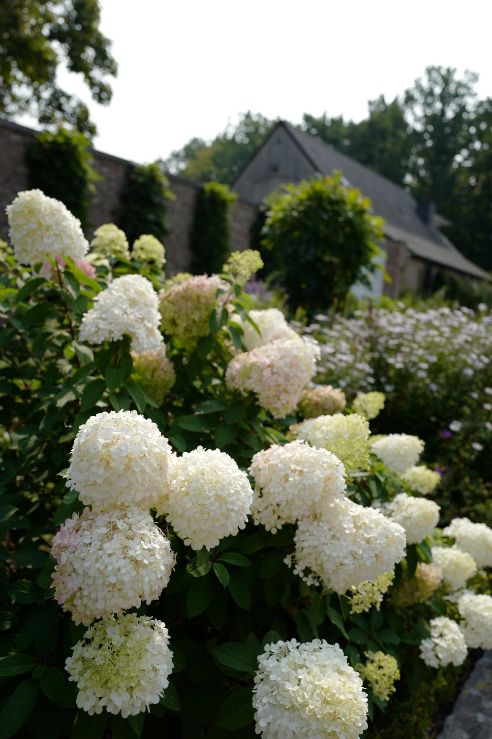 Hydrangea paniculata 'Bobo'