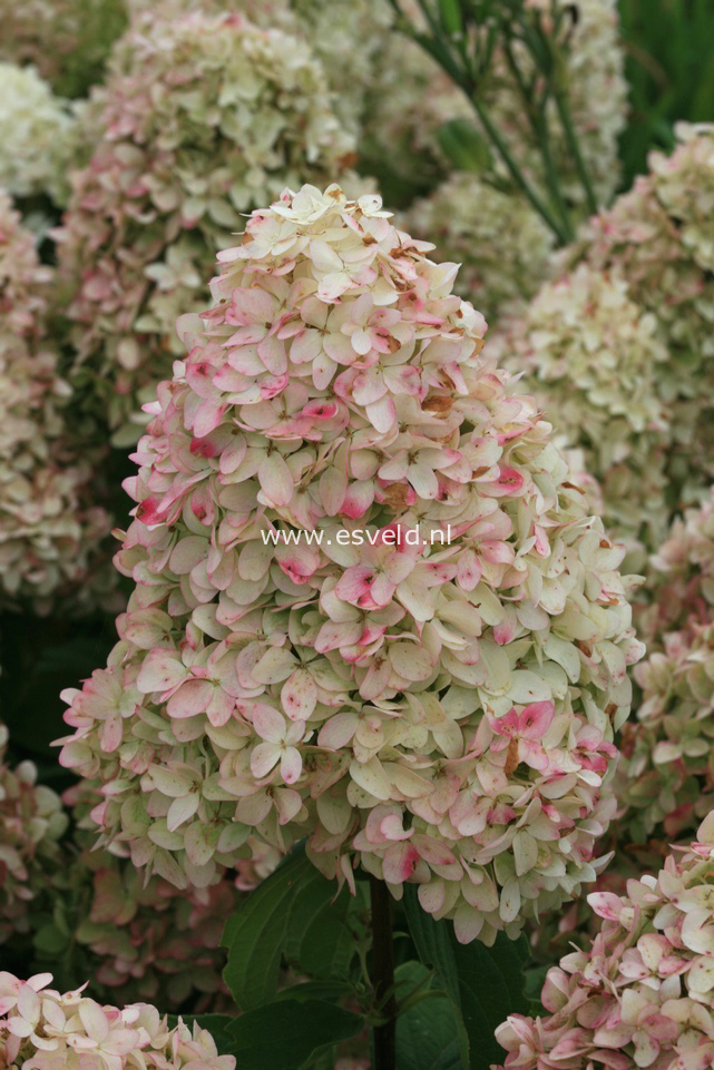 Hydrangea paniculata 'Bokraflame' (MAGICAL CANDLE)