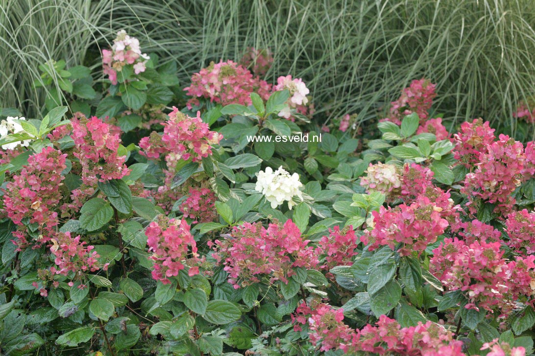 Hydrangea paniculata 'Bokraplume' (MAGICAL FIRE)