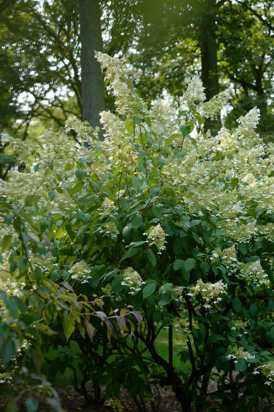Hydrangea paniculata 'Brussel's Lace'
