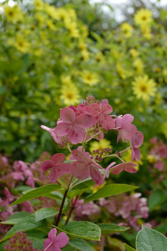 Hydrangea paniculata 'Bulk' (EARLY SENSATION)