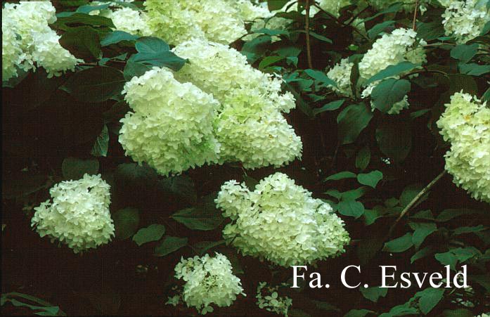 Hydrangea paniculata 'Lammetje'