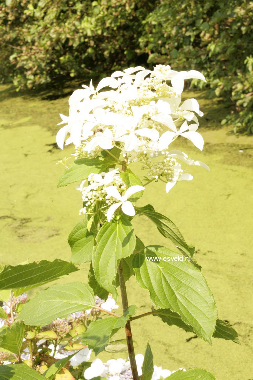 Hydrangea paniculata 'Le Vasterival' (GREAT STAR)