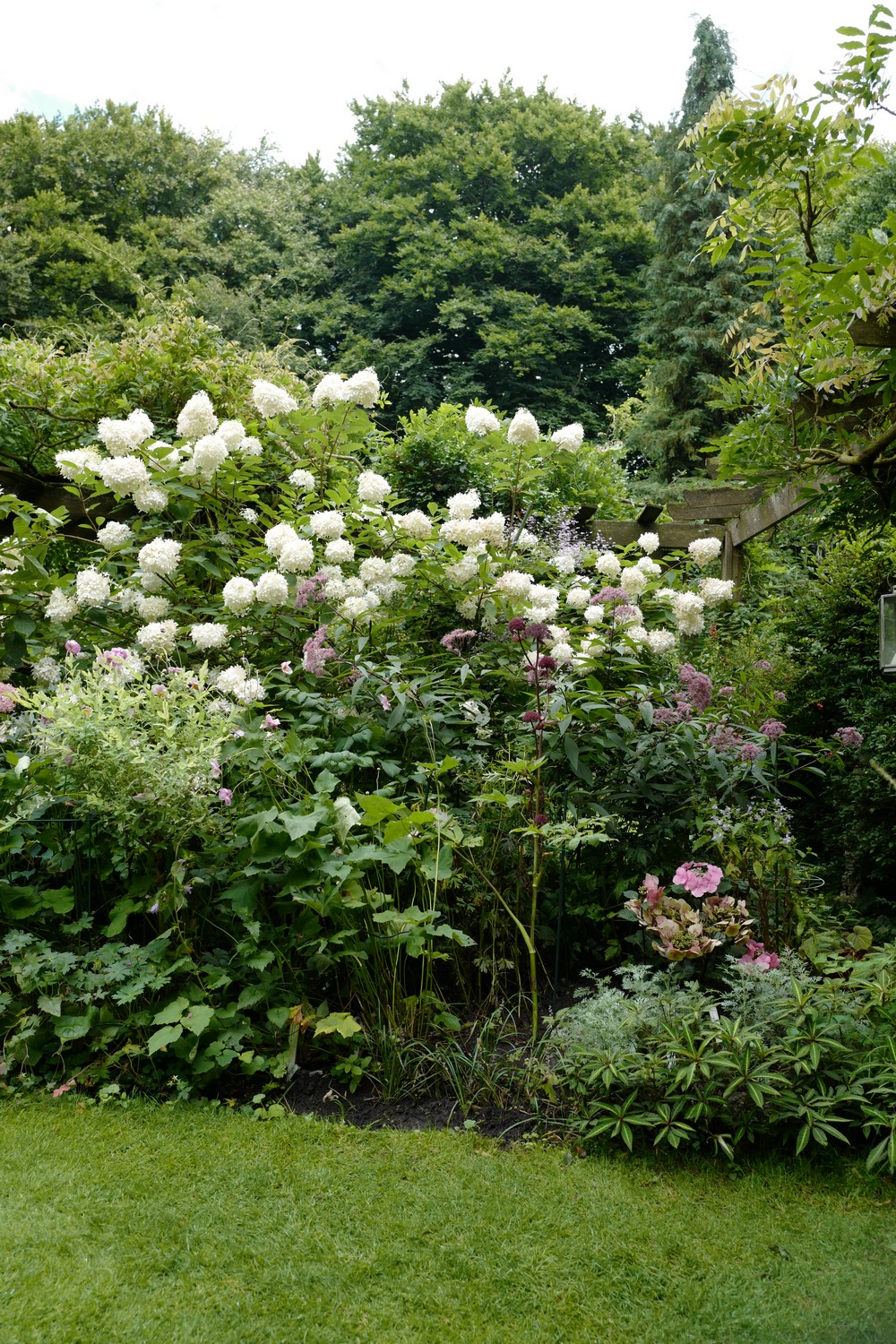 Hydrangea paniculata 'Limelight'