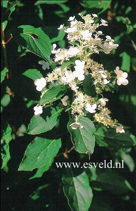 Hydrangea paniculata 'October Bride'