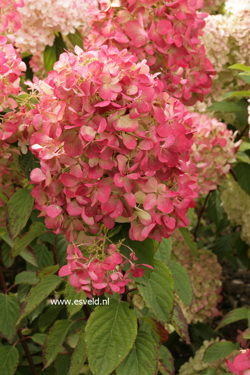 Hydrangea paniculata 'Rendia' (DIAMOND ROUGE)