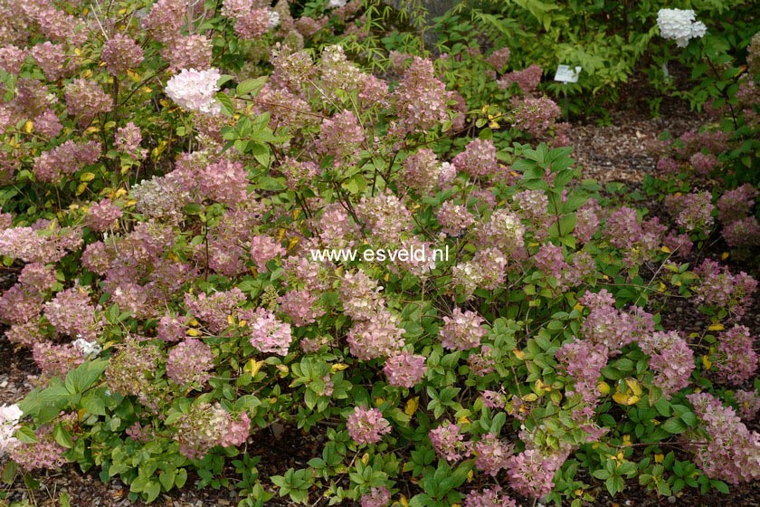 Hydrangea paniculata 'Rensun' (SUNDAE FRAISE)