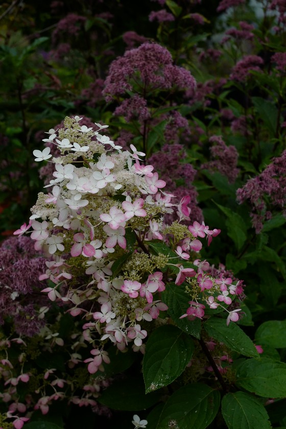 Hydrangea paniculata 'Ruby' (ANGELS BLUSH)