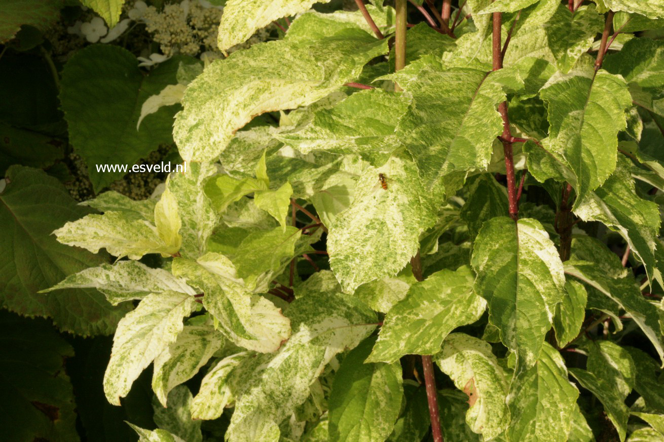 Hydrangea paniculata 'Shikoku Flash'