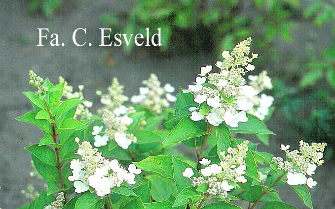 Hydrangea paniculata 'Tender Rose'