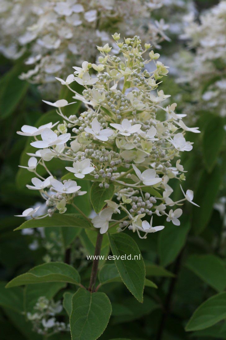Hydrangea paniculata 'Vlasveld 02' (CONFETTI)