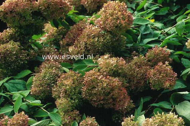 Hydrangea paniculata ssp. radiata