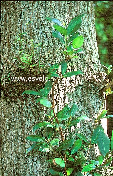 Hydrangea peruviana x serratifolia