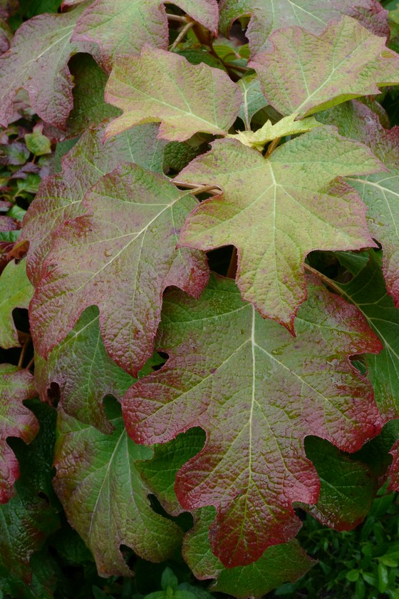 Hydrangea quercifolia 'Burgundy'