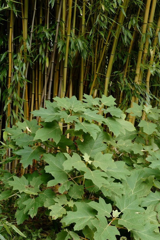 Hydrangea quercifolia 'Harmony'