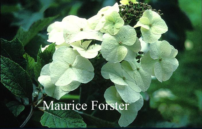 Hydrangea quercifolia 'Joe MacDaniel'