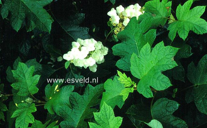 Hydrangea quercifolia 'Marshall'
