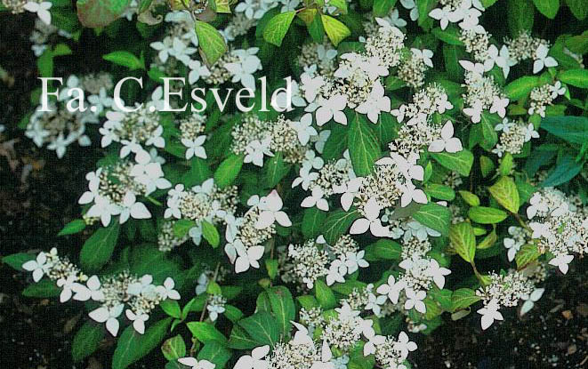 Hydrangea scandens 'Small Form'