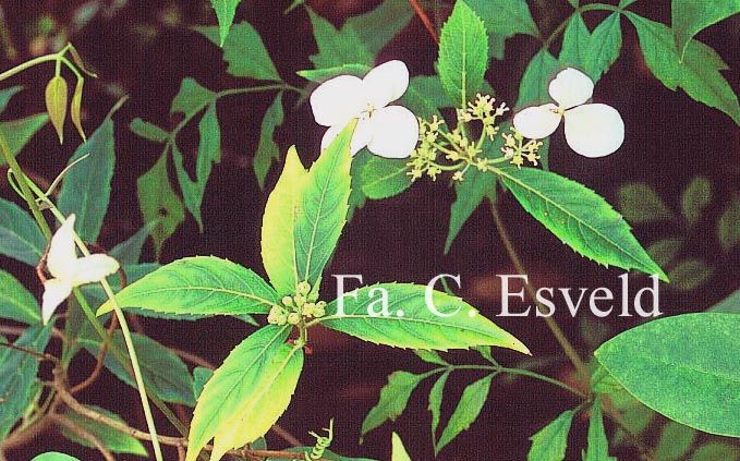 Hydrangea scandens angustisepala