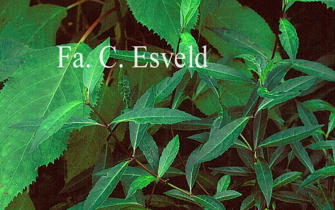 Hydrangea scandens chinensis f. formosana