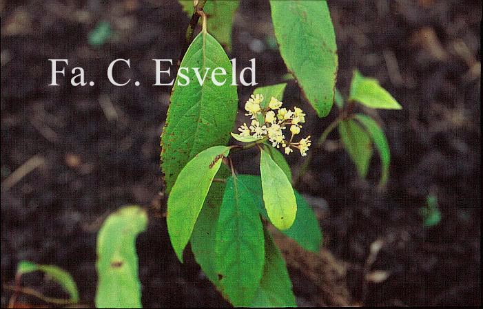 Hydrangea scandens chinensis f. lobbii