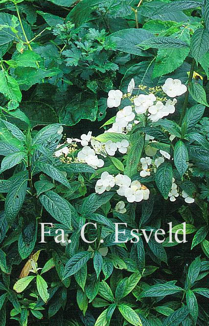 Hydrangea scandens chinensis f. obovatifolia