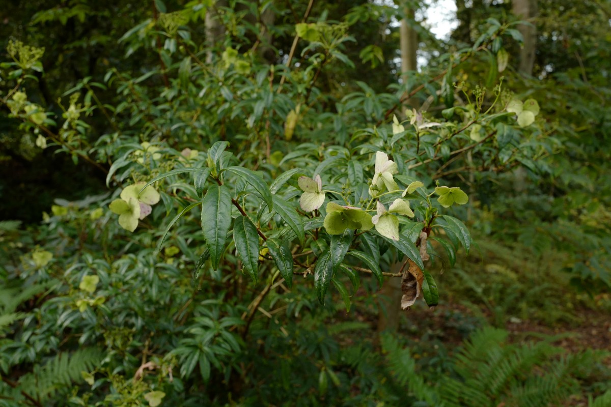 Hydrangea scandens chinensis