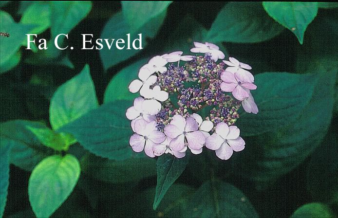 Hydrangea serrata 'Ai-gaku'