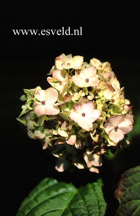 Hydrangea serrata 'Akishino-temari'