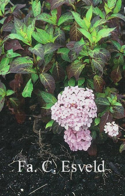 Hydrangea serrata 'Belladonna'