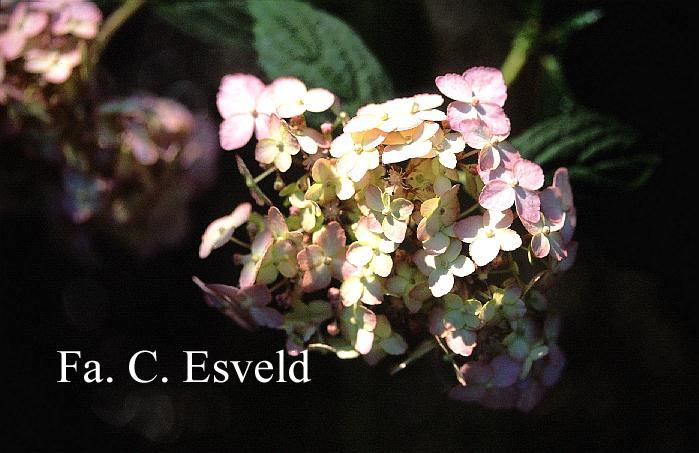Hydrangea serrata 'Betu-ko-temari'