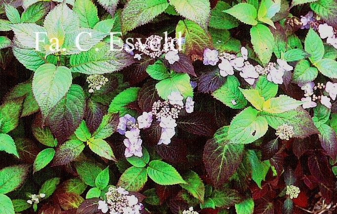 Hydrangea serrata 'Blue Billow'