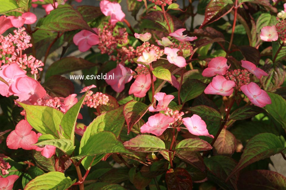 Hydrangea serrata 'Dolmyf' (AVELROZ)