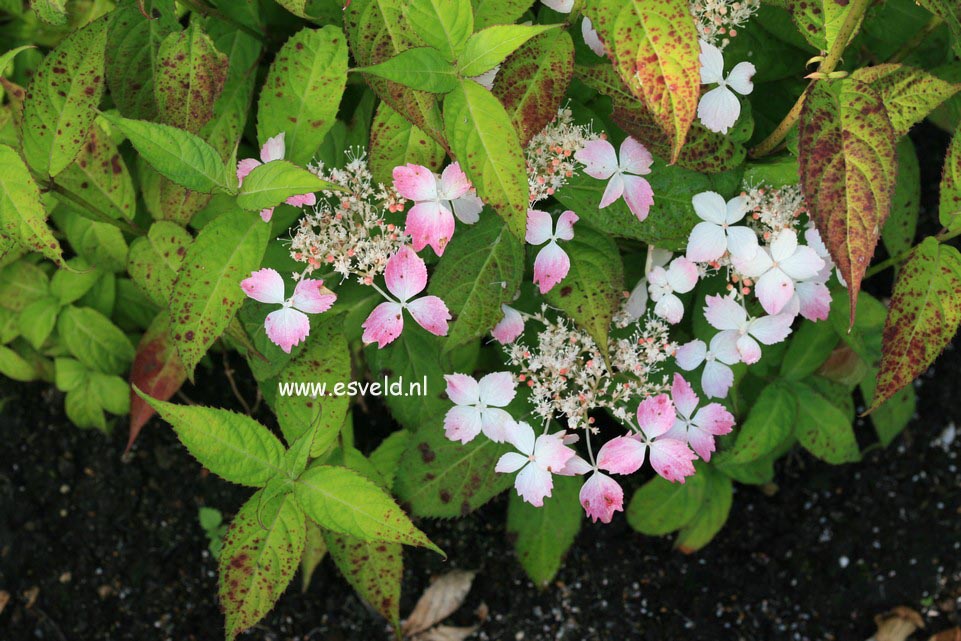 Hydrangea serrata 'Fuji-nadeshiko'