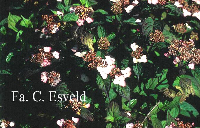 Hydrangea serrata 'Isusai-beni-gaku'