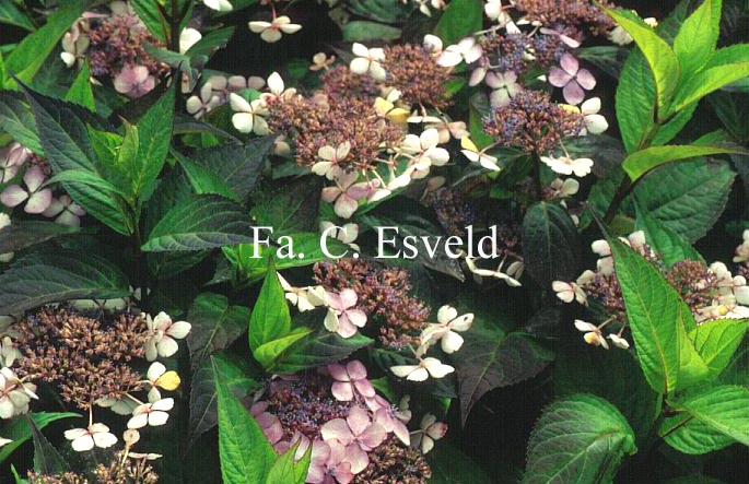 Hydrangea serrata 'Isusai-jaku'