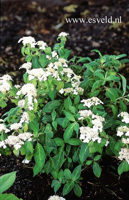 Hydrangea serrata 'Janis Joplin'