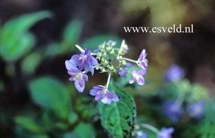 Hydrangea serrata 'Ken-no-mai'