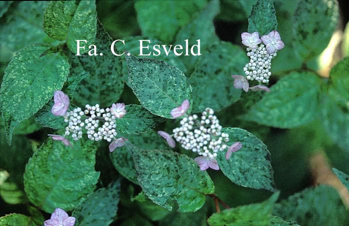 Hydrangea serrata 'Kokonoe-yama'