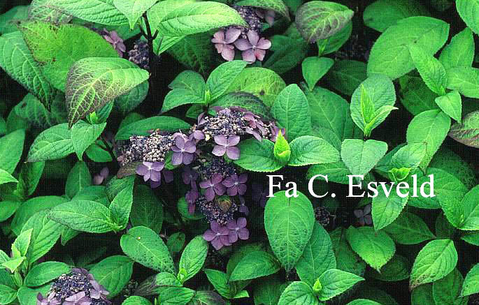 Hydrangea serrata 'Kuro-hime'