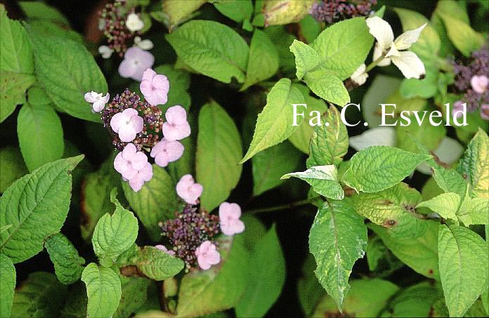 Hydrangea serrata 'Matsu-hime-nishiki'