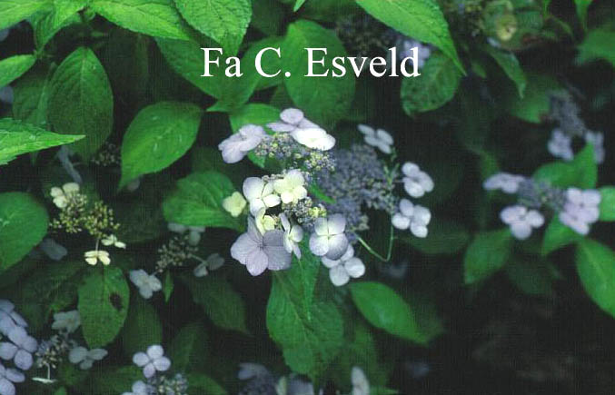 Hydrangea serrata 'Miranda'