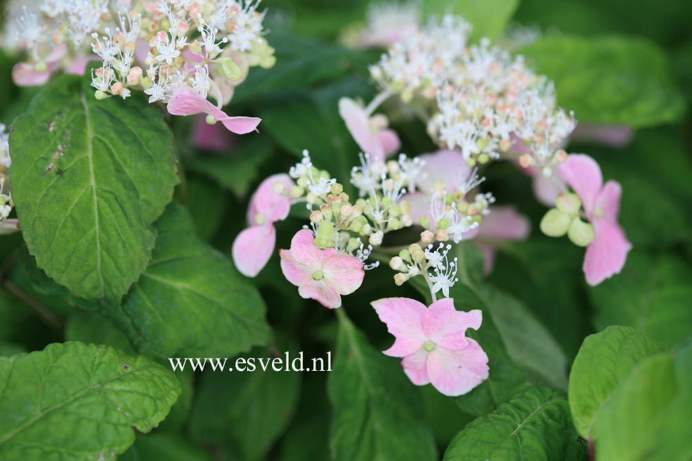 Hydrangea serrata 'Momoiro-yama-ajisai'