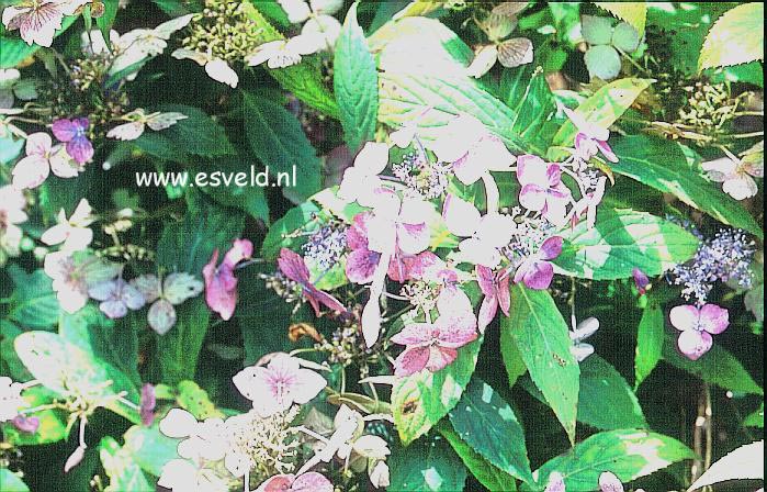 Hydrangea serrata 'Niji'