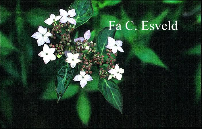 Hydrangea serrata 'Oto-hime'