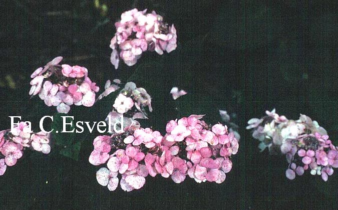 Hydrangea serrata 'Pink Beauty'