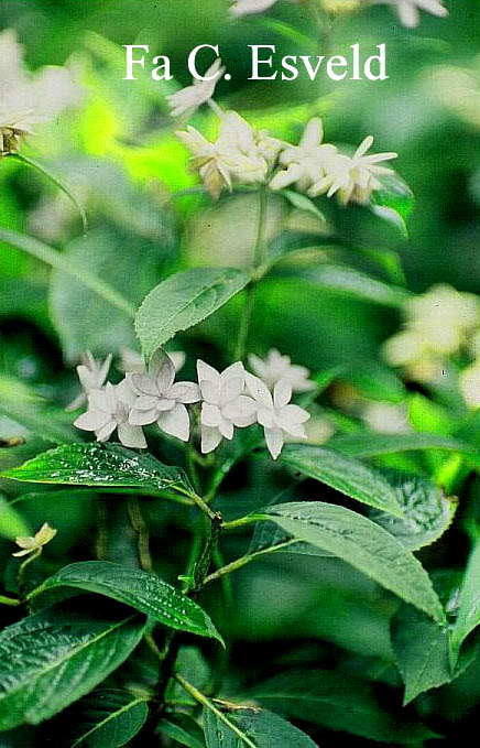 Hydrangea serrata 'Prolifera'