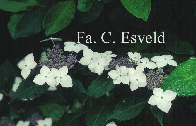 Hydrangea serrata 'Rosalba'