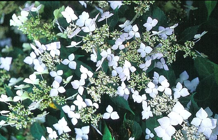 Hydrangea serrata 'Sapphirine'